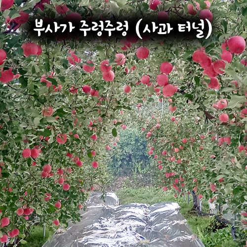 땀내기농원 꼬맹이 부사 10kg(50과내외)